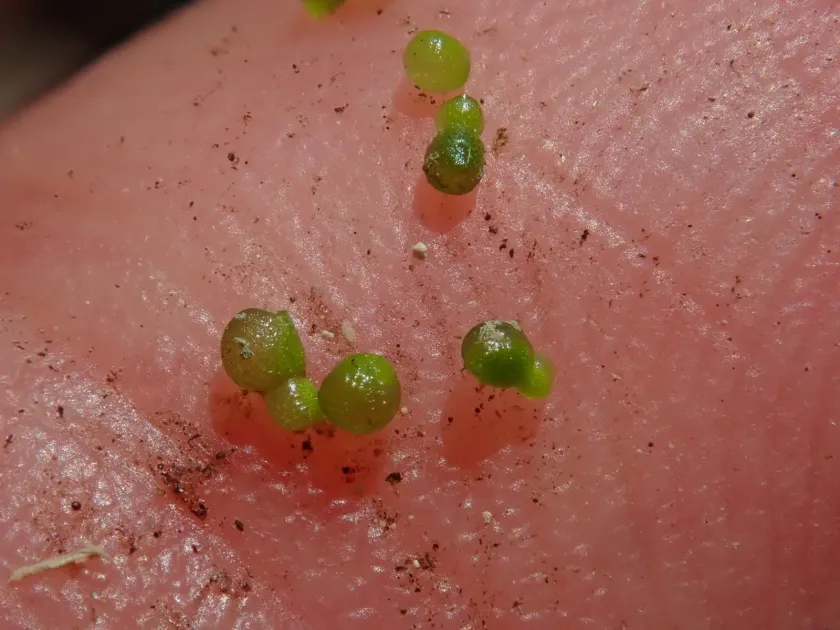 Wolffia arrhiza