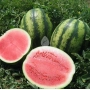 Арбуз Виктория F1 на грядке с разрезанным плодом