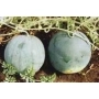 Два арбуза ОГОНЬОК на грядке с листьями - ОГОНЬОК / ОГОНЕК