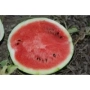 Шматок арбуза з насінням на землі - Зерліне F1
