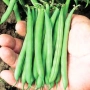 Свежие стручки фасоли в руке - Патион