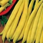 Желтая фасоль сорта Сакса