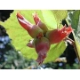 Red hazel flowers on a green leaf - Ideal