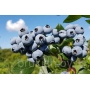 Fresh blueberries on a branch under a blue sky - Nelson