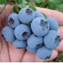 Свіжа голубика в руці - Спартан