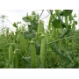 Field photo with green pea pods on the plant - ChBL-5