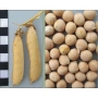 Dry pea pods and grains on a calibration scale background - Kamerton