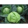 Свежая капуста Янисоль F1 на грядке