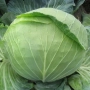 Свежая капуста сорта Ярославна на грядке