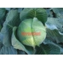 Капуста сорта Monza Seed на грядке - АТИЛА F1