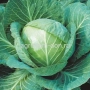 Капуста Чиз F1 на фоне зелени