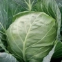Свежая капуста - Этма РЦ F1