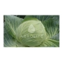 Cabbage variety Gloria F1 on leaf background