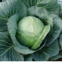 Fresh cabbage variety AGROLIFE - Golt