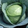 Свежая капуста Краутман F1