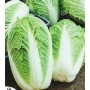 Свежие головки капусты Маноко F1
