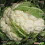 Свежая капуста Матин F1