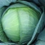 Свежая капуста - Мегатон F1