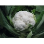 Белокочанная капуста сорта Овиедо F1