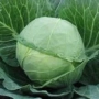 Свежая капуста сорта Парел F1