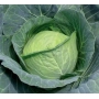 Свежая капуста Шармант F1