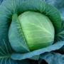Свежая капуста Сателит F1