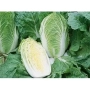Свежая капуста Спринкин F1