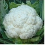 Свежая белокочанная капуста - Старгейт F1