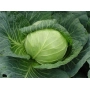 Свежая капуста Суприм Вантаж F1 на фоне листьев