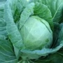 Свежая капуста сорта Сюрприз F1