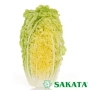 Капуста Табалуга F1 от Sakata