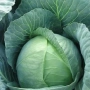 Свежая капуста Томас F1