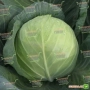 Свежая капуста Триперио F1