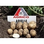Картопля Arielle від бренду Agrico - Аріель