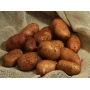 Кучка картофеля сорта Тирас на мешковине