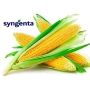 Свежая кукуруза Syngenta - Делитоп