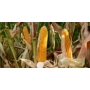 Golden corn cobs of Innagua against green leaves