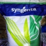 Мешок с семенами кукурузы Syngenta - НК Симба