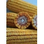 Pieces of corn with visible kernels and core - PR37N01