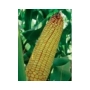 Corn in field - PR38R92