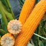 Fresh corn of variety SY TALISMAN against leafy background