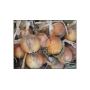 Свежие луковицы сорта Леоне от бренда AGROLIFE
