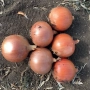 Group of Mindi onion bulbs on soil