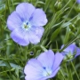 Blue flax flowers on a green background - Lirina