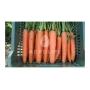 Коробка свежей моркови с зелеными ботвами, бренд Agrolife - Дордонь F1