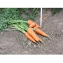 Fresh Red Core carrots in the field