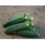 Свежие огурцы сорта Циркон F1