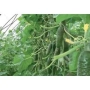 Kybria RZ F1 cucumbers on plant in greenhouse
