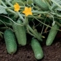 Cucumbers Componist RZ F1 on a garden bed with flowers