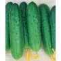 Свежие огурцы сорта Классик F1